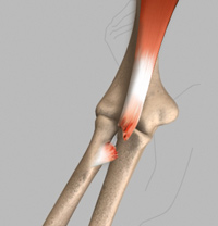 Elbow Anatomy