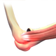 Elbow Anatomy