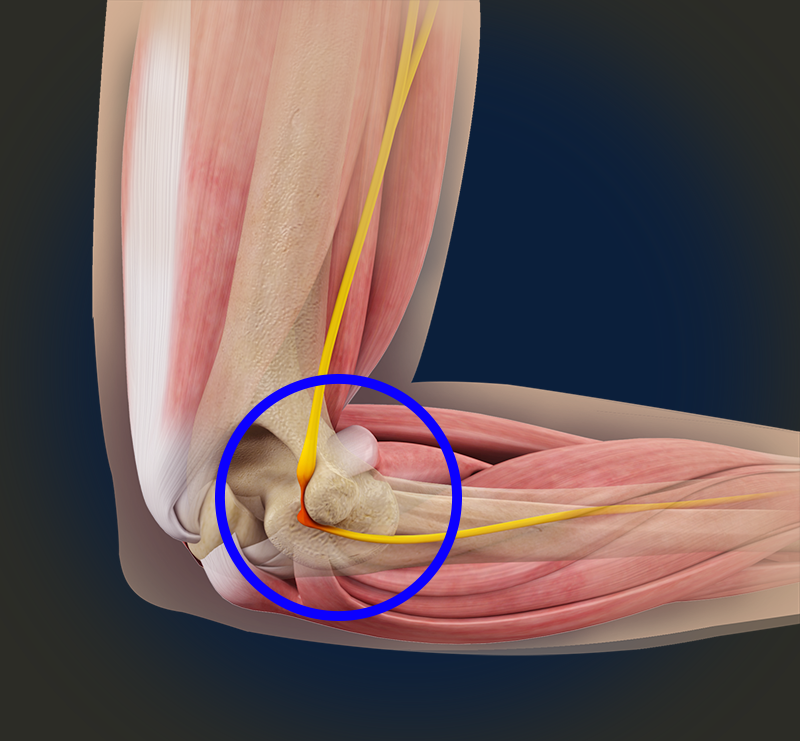 Elbow Anatomy